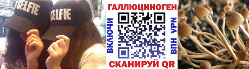 купить   Петровск-Забайкальский  Галлюциногенные грибы Cubensis 
